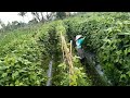 seru makan rujak pekerja di sawah  pada lahap semua