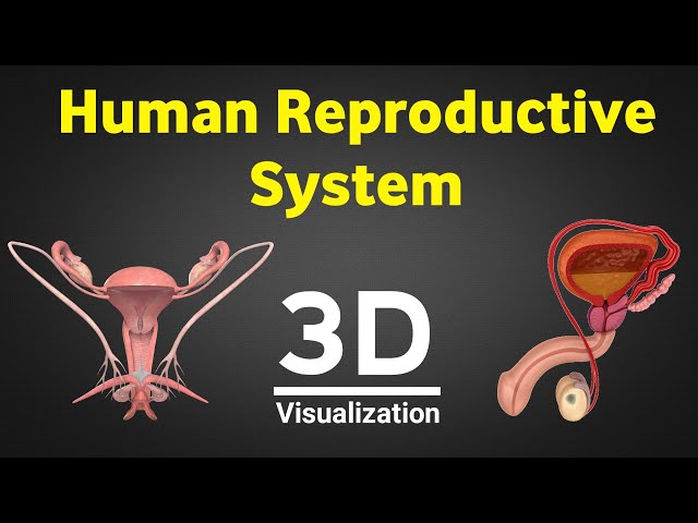 Human reproduction 3d, human reproductive system 3d