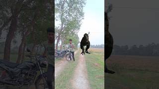 Big Dinosaur Chase T-Rex Attack Part 34