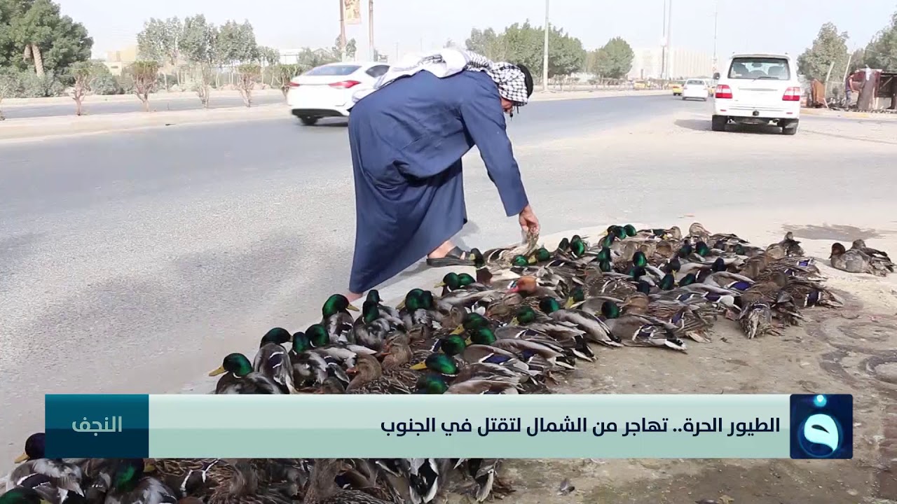 الطيور الحرة   تهاجر من الشمال لتقتل في الجنوب | تقرير: آلاء الشمري