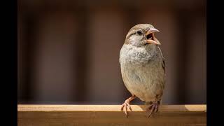 Birds Chirping Sound Effect No Copyright