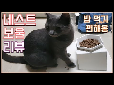 네스트보울 리뷰! 하마 밥그릇 교체했어요ㅣ Russian Blue Hama ㅣ러시안블루ㅣ ロシアンブル ㅣ고양이ㅣ