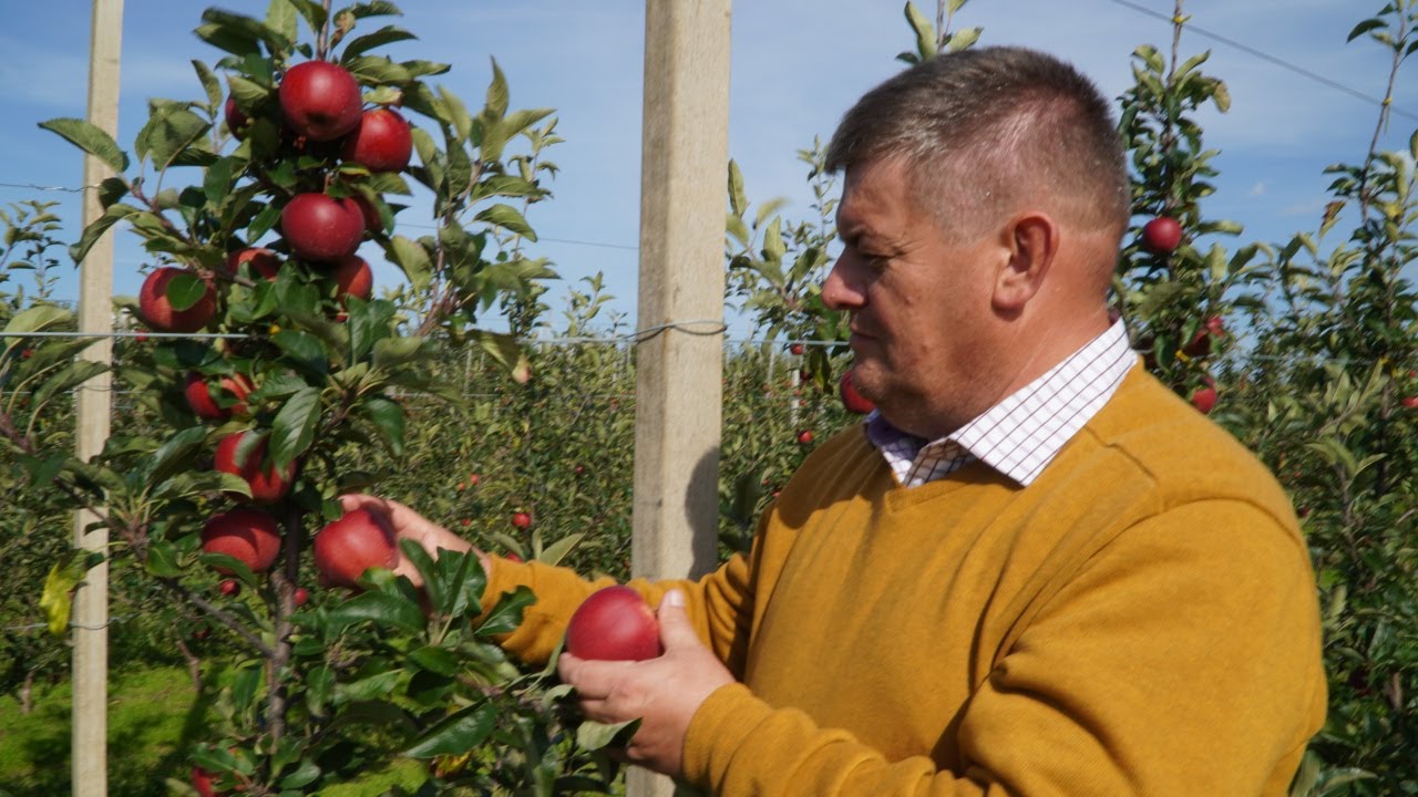 Galaval, Gala Dark Ann i Gala Schniga SchniCo Red(s) przed zbiorami, Zbigniew Marek 05.09.21