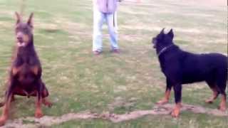 Beauceron and Doberman Playing