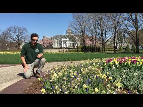 Video: What Are Species Tulips: How Are Species Tulips Different From Hybrids