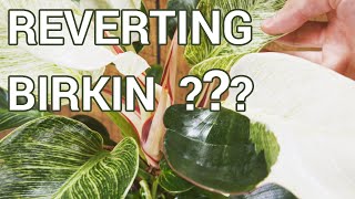 Philodendron Birkin - The Most Unstable Plant