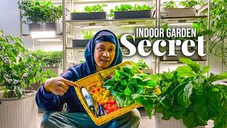 Our Little Secret Basement Garden Is Growing and Here's Why...