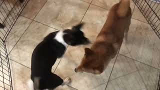 Basenji & Shiba Inu Playing