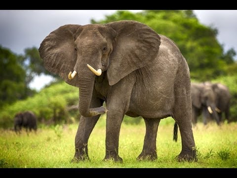 Дикая Природа. Слоны Африки. Документальный Фильм Bbc.