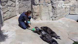 Fun And Games With The Sea Otters!