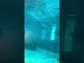 #clearwater #nature #florida #aquarium #dolphinlove #shorts #viralvideo