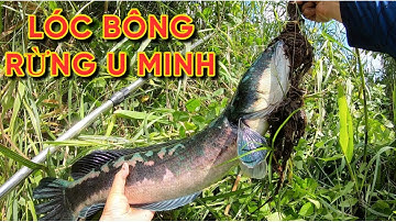 Lần đầu câu dính lóc bông tại rừng U Minh Thượng