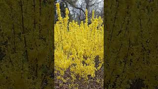 yellow leaves flower that shows up by the cherry blossoms in high park toronto canada may 2026