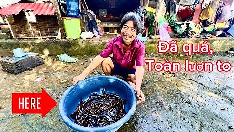Cùng Bác Thông Vào Đầm Lầy Đánh Lươn Và Cái Kết | How To Eel Trap | HUY ANH TV