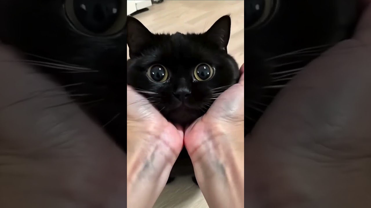 The Cutest Cat Face Ever! 
