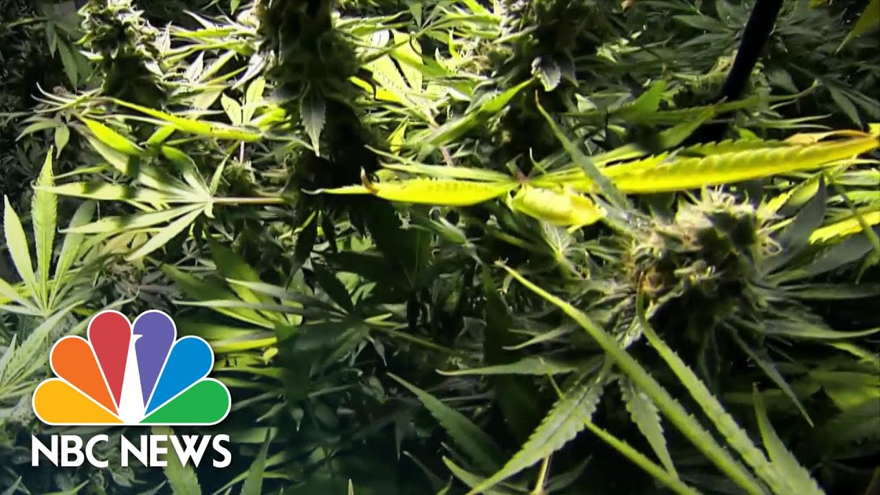 New Jersey’s New Marijuana Laws Aim To Address Social Injustice | NBC Nightly News