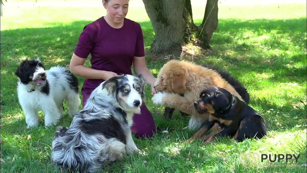 Commonly Asked Puppy Training Questions YouTube
