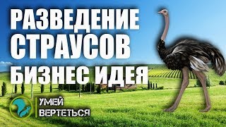 Разведение страусов / Бизнес идея / Страусиная ферма