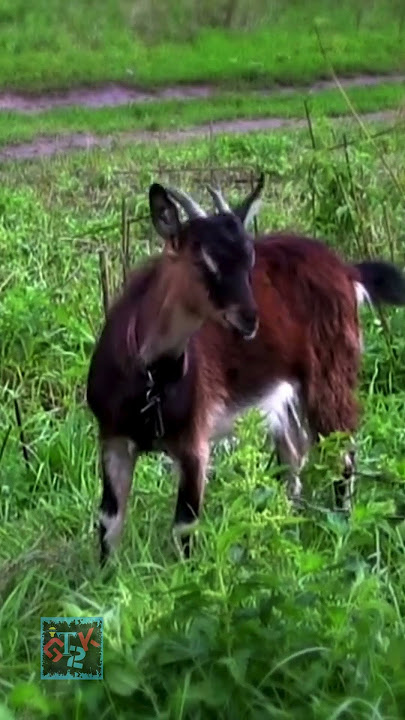 The Goat 😂😆🙂