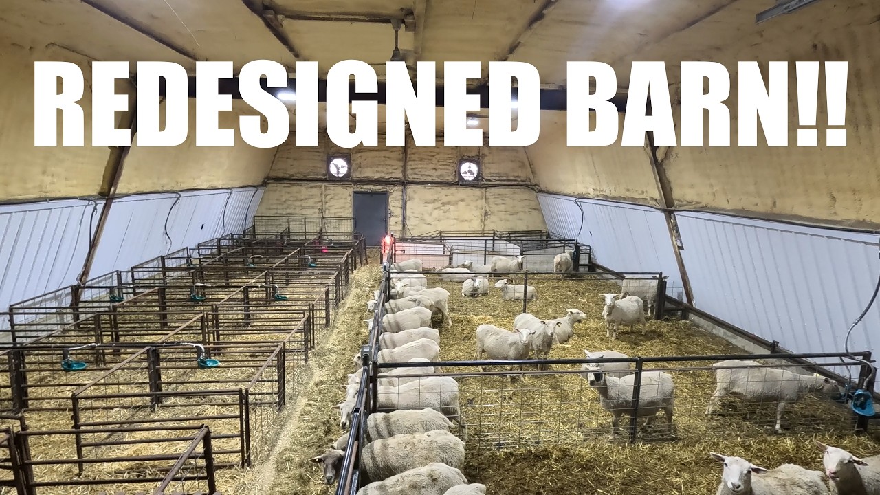 MAJOR Changes to My Sheep Barn! Part 2