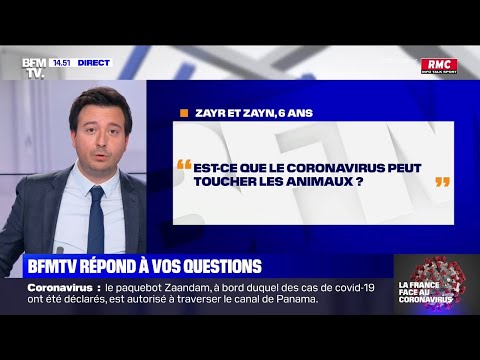 Est-ce que le coronavirus peut toucher les animaux ? BFMTV répond à vos questions Est-ce que le coronavirus peut toucher les animaux ? BFMTV répond à vos questions