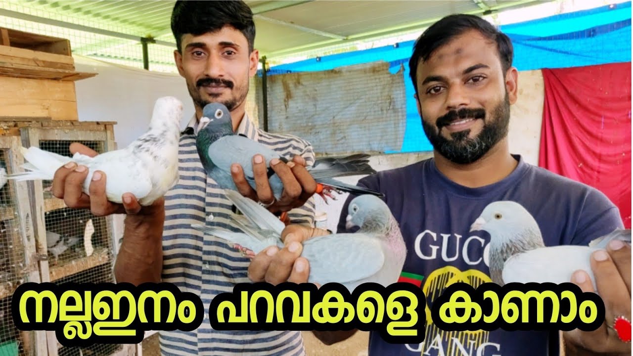 പറവ, നല്ലയിനം പറവകളെ പോറ്റുന്ന രണ്ടു പേരെ പരിചയപ്പെടാം parava for sale