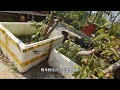 那些说桃金娘下山桩种不活的 大师 们 认真看一下吧 那些说桃金娘下山桩种不活的 大师 们 认真看一下吧