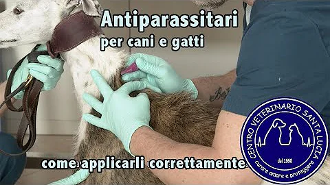 Come stoppare la diarrea al cane?