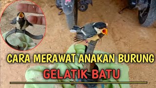 🔴CARA RAWAT ANAKAN BURUNG GLATIK BATU🔴