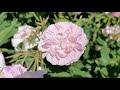 English Rose Garden Tour Compte de Chambard