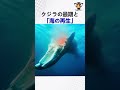 クジラの最期と「海の再生」