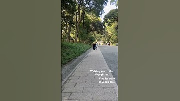 Walking in Meiji Jingu Shrine, searching for the Yoyogi Tree