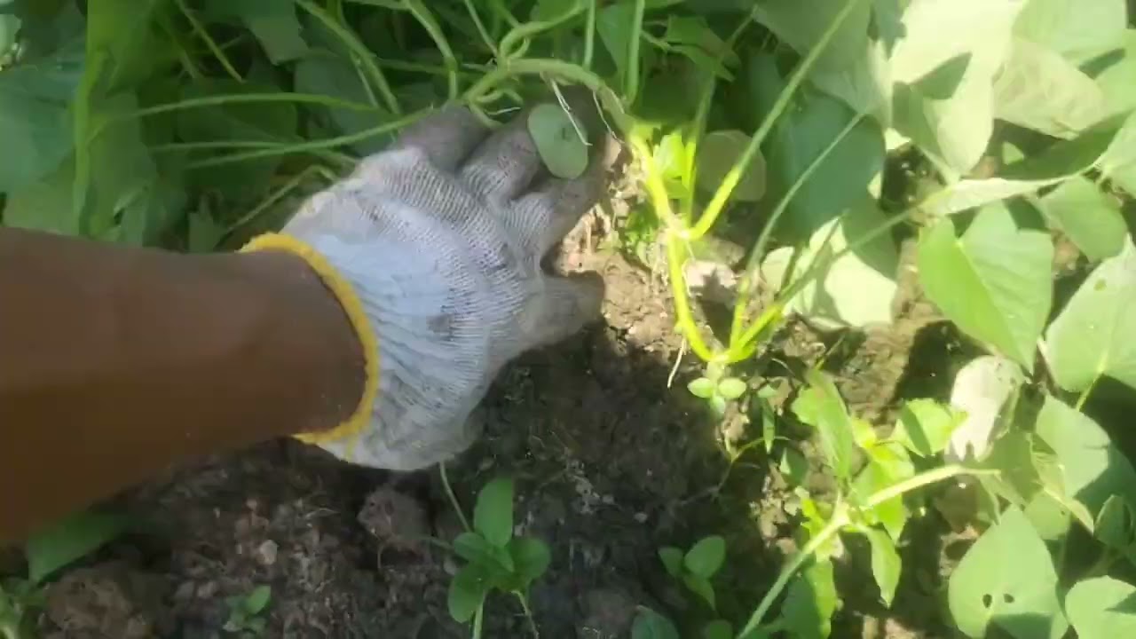 Luar biasa!!.perawatan ubi jalar sampai berbuah besar#petaniindonesia #pertanian #petani 