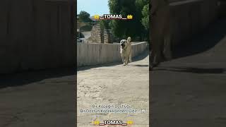 Bir Köpeğin Dostluğu Bir Dostun Köpekliğinden İyidir. Öpeksevgisi