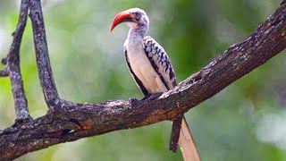 African Red-Billed Hornbill (Interesting Parental Strategy) by 3 Minutes Nature 4,635 views 2 years ago 3 minutes