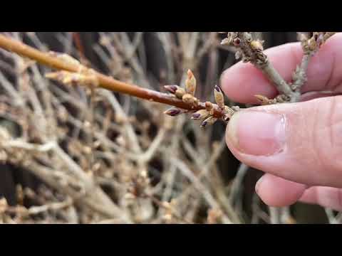 Video: Vấn đề về lá Forsythia: Làm gì để có lá vàng