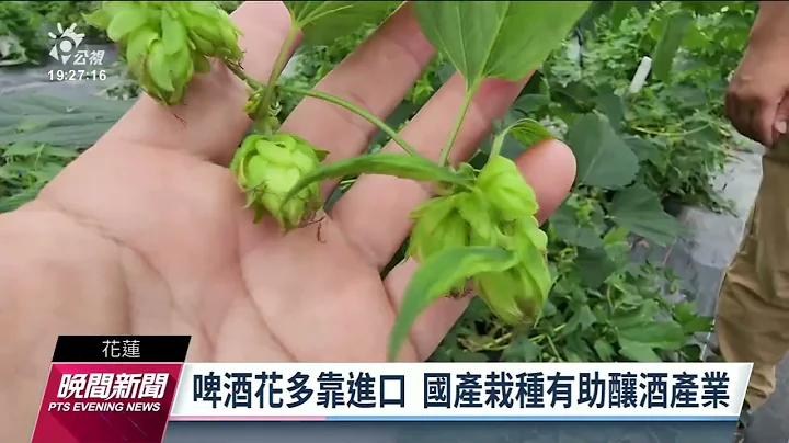 高經濟作物啤酒花 花蓮農改場成功在平地栽種｜20220618 公視晚間新聞 - 天天要聞