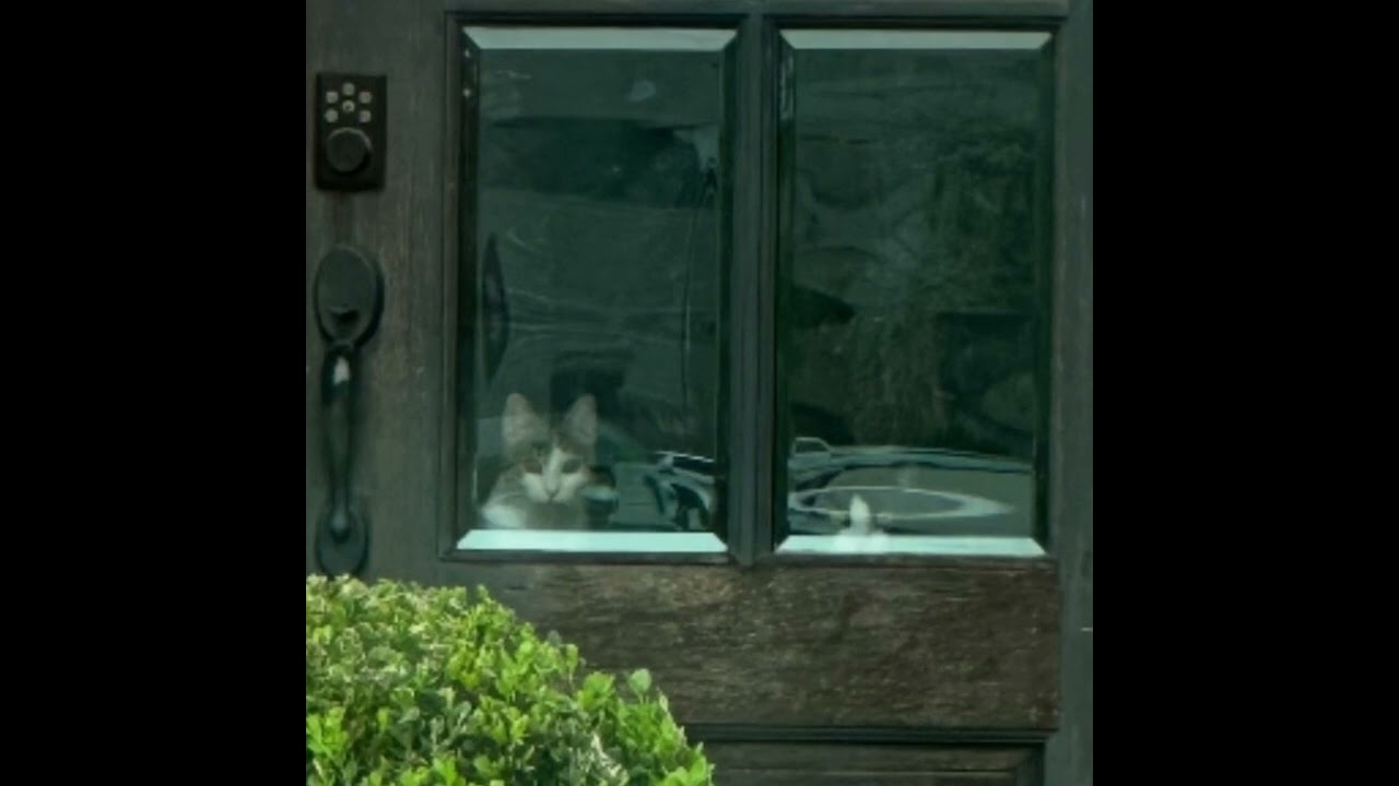 Wombfield - Spies (Feb. 12 - Feb. 19)