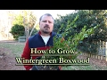 How Tall Can A Plant Grow