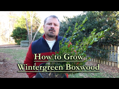 Video: Evergreen Boxwood (42 Photos): Planting And Care, Description Of The Evergreen Buxus Shrub, Shelter Of The Plant For The Winter