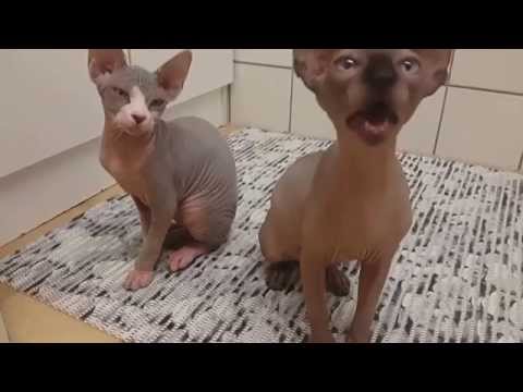 Video: Hoe Kies Je Een Sphynx Kitten?