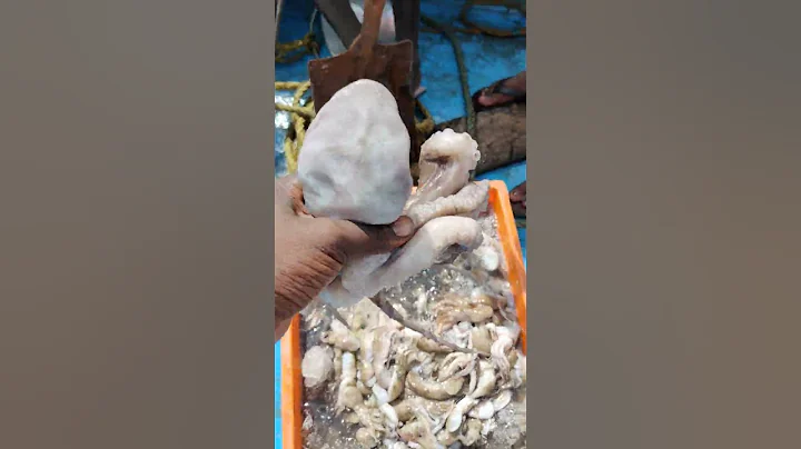 #fishing #octopus #squad #shorts #youtubeshorts #ytshorts