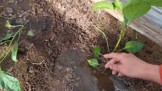 Купила дом в деревне. Косим траву, начало будущему саду положено.