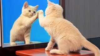 Koťata Se Poprvé Uvidí V Zrcadle