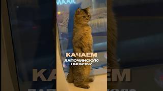 Качаем попу по-кошачьи