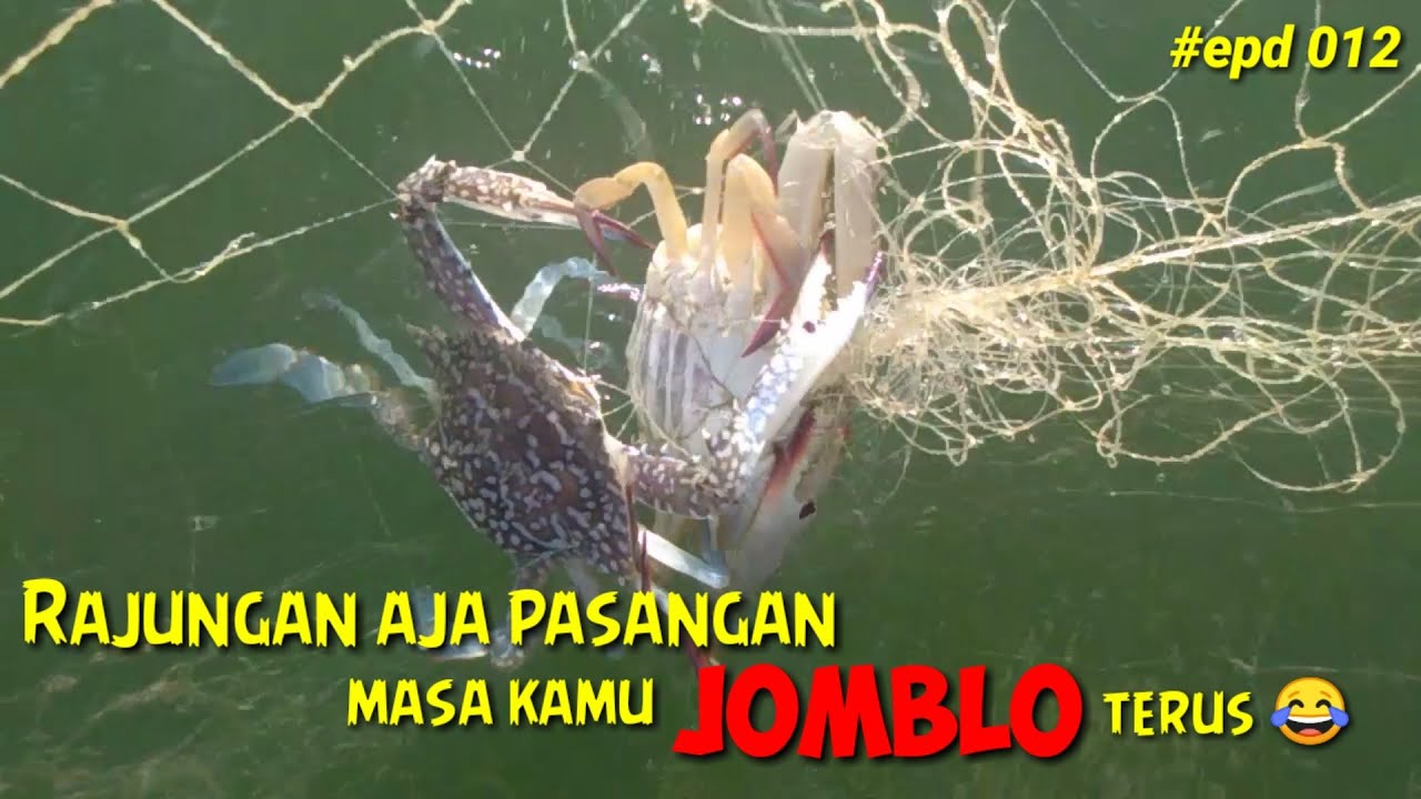 Jaring ketam suri, rajungan | pukat rajungan di laut kalimantan 