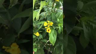 Honey Bee Flying In Slow Motion