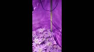 Week 6 Veg - Cannabis - 4 Different Strains - Grow Tent