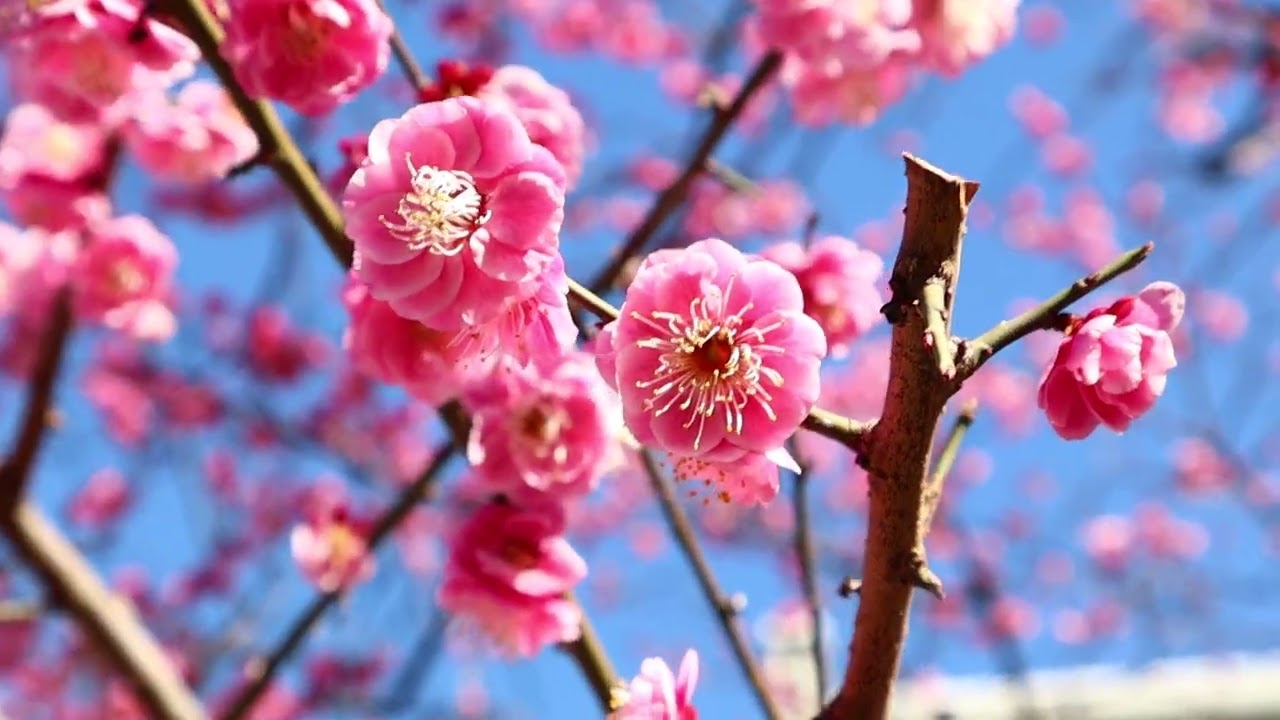 🏵️梅の花が満開🏵️　晴天の中の梅　大田区徳持南児童公園にて　2026年2月19日（木）13時頃撮影