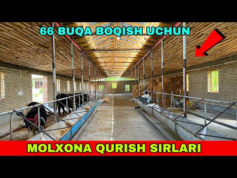 MOLXONA QURISH SIRLARI 93-041-81-34 / 66 TA BUQALAR UCHUN